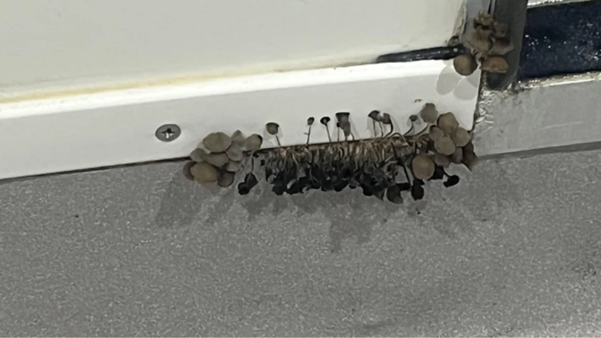 University student issued serious warning after sharing photo of what is growing inside their walls