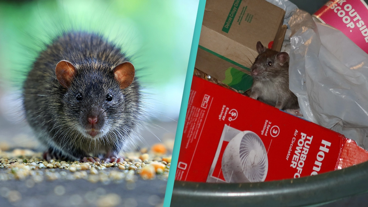 NYC will soon be giving rats birth control pills to stop reproducing amid their growing numbers