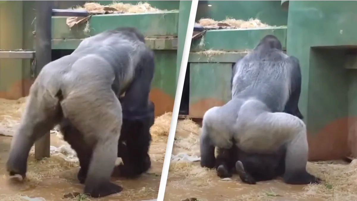 Parents in shock as gorillas mate in front of kids at zoo