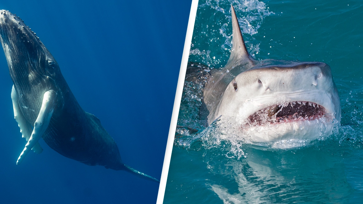 Scientist reveals what happened when reunited with the whale that protected her from huge shark