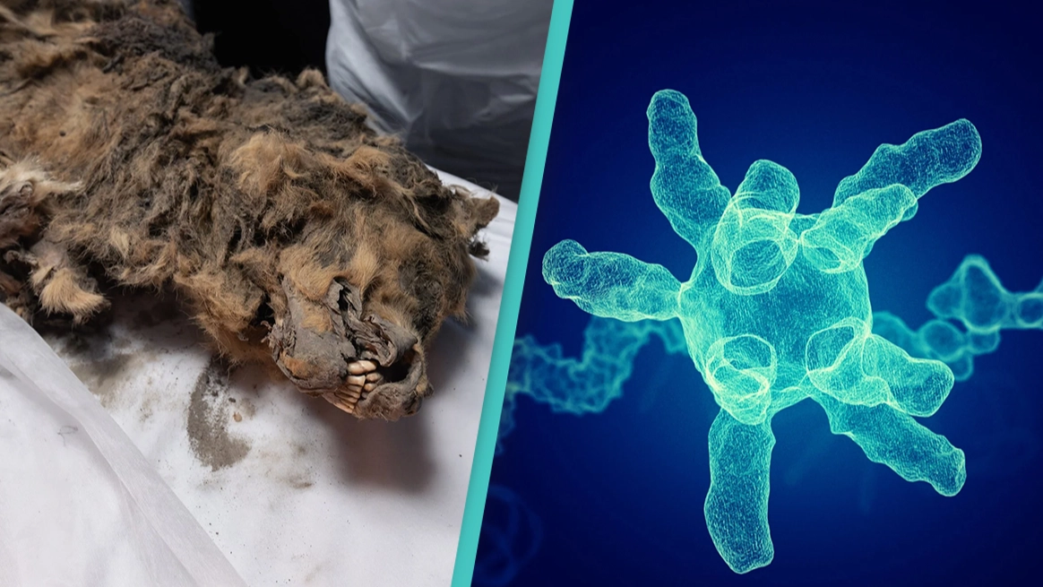 Frozen wolf turns out to be 44,000 years old prompting scientists to check its gut for ancient viruses