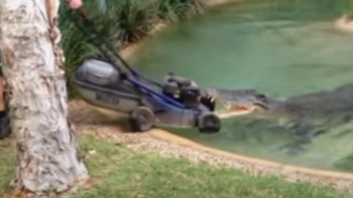Terrifying moment 'giant' crocodile steals lawnmower after charging zookeeper