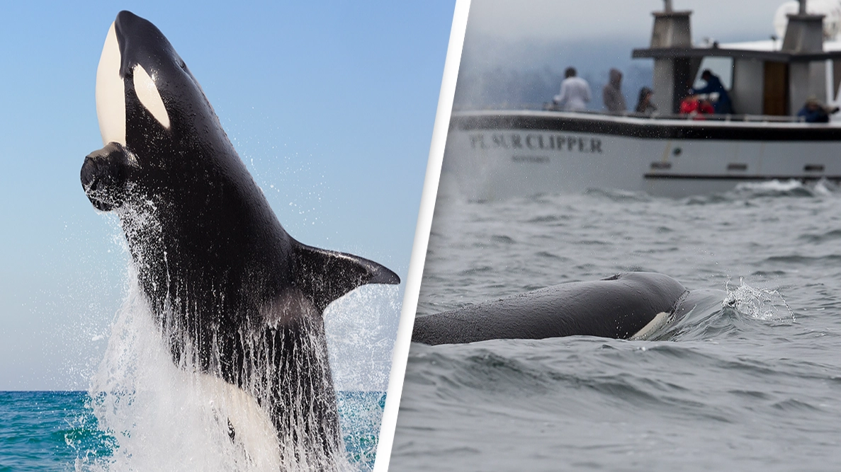Scientists have a terrifying ‘hunting’ theory for why orcas are attacking boats