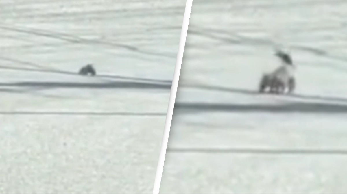 People believe there's a glitch in the matrix as squirrel appears out of nowhere in the middle of road