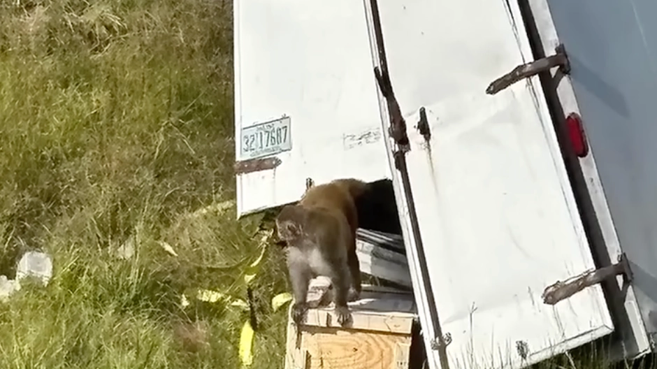 Officials set the record straight after ‘aggressive’ monkeys reported to be carrying herpes and COVID escaped from truck