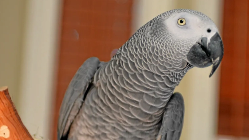 British parrot missing for four years returns home speaking Spanish
