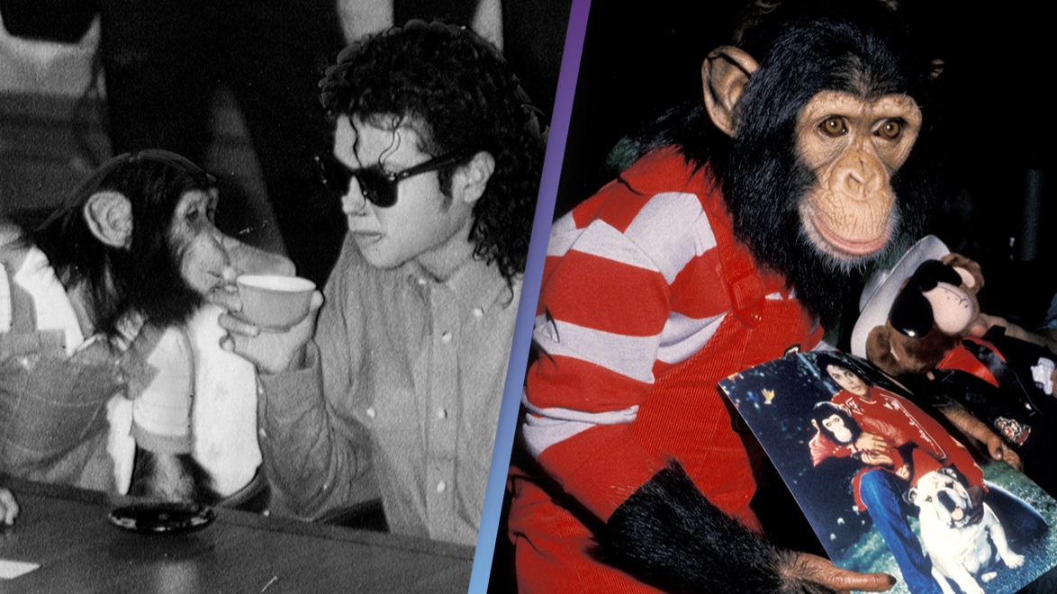 People shocked to discover Michael Jackson's chimpanzee Bubbles is still alive at 40 years old