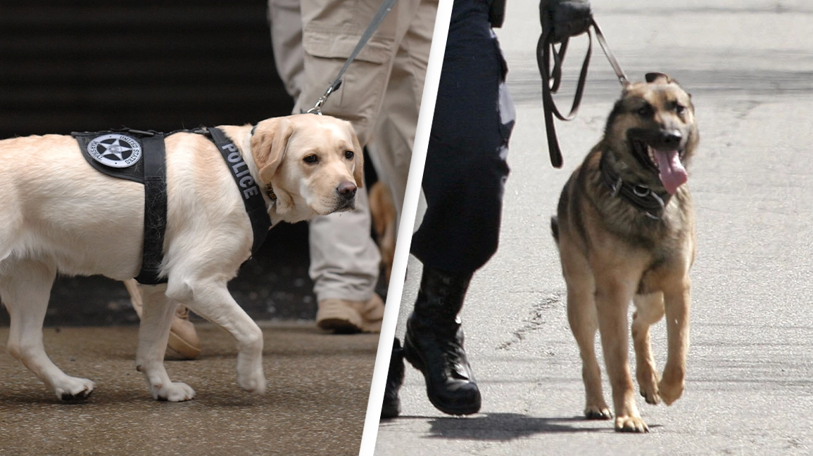 Eight police dogs die inside truck after the air conditioning unit breaks during 'freak accident'