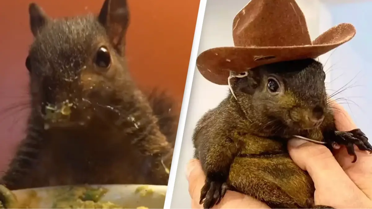 Lead investigator behind seizing of Peanut the Squirrel revealed as officials give update