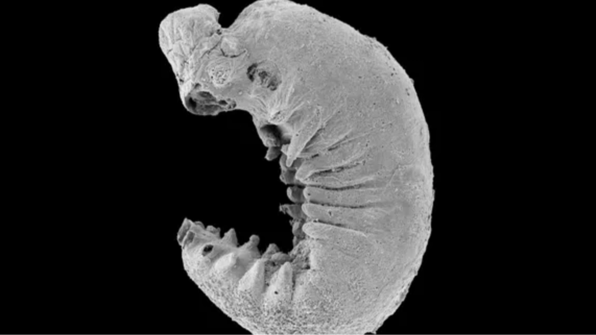 Scientists make unbelievable discovery inside rare 520-million-year-old fossil that made their ‘jaws drop’