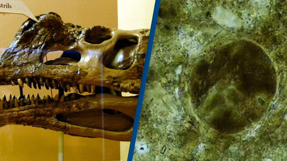 Scientists have opened 200 million-year-old parasite eggs found in ancient predator