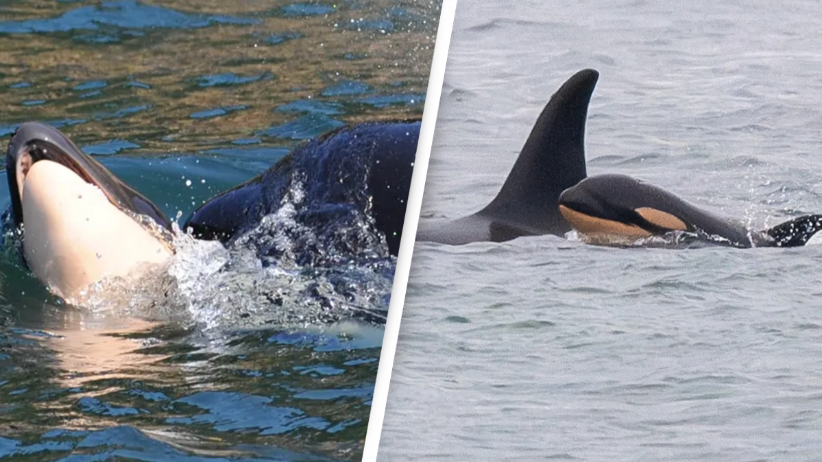 Whale who carried her dead calf for 17 days across 1,000 miles of ocean loses another offspring