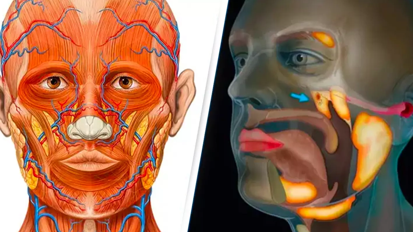 Scientists accidentally discovered a new organ in the human body
