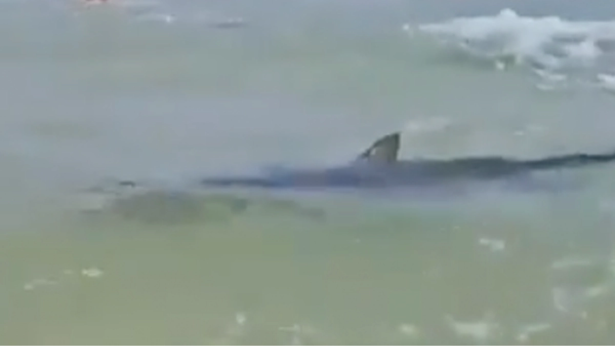 Body found after man was attacked by shark with chilling footage showing them swimming between beachgoers