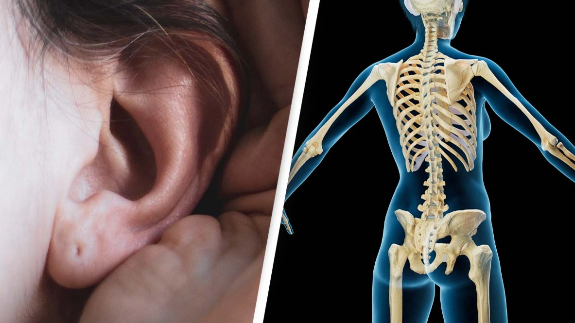 These seven body parts are useless but most people still have them