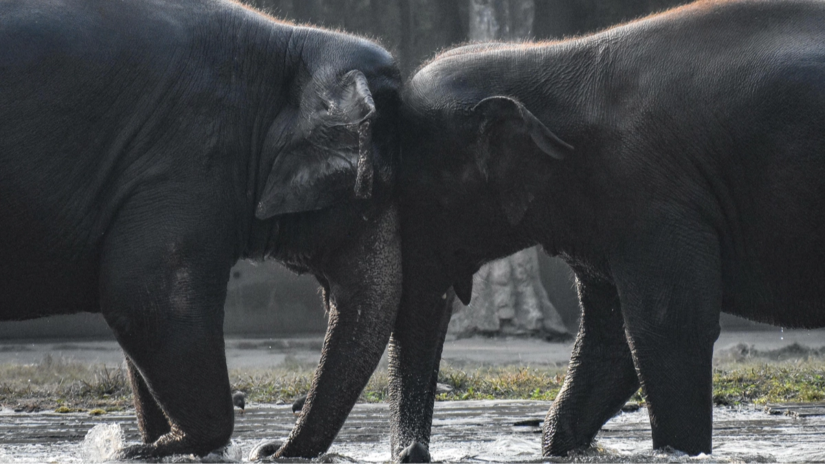 Rampaging elephant kills 22 and leaves residents sleeping on their rooftops as search for animal continues