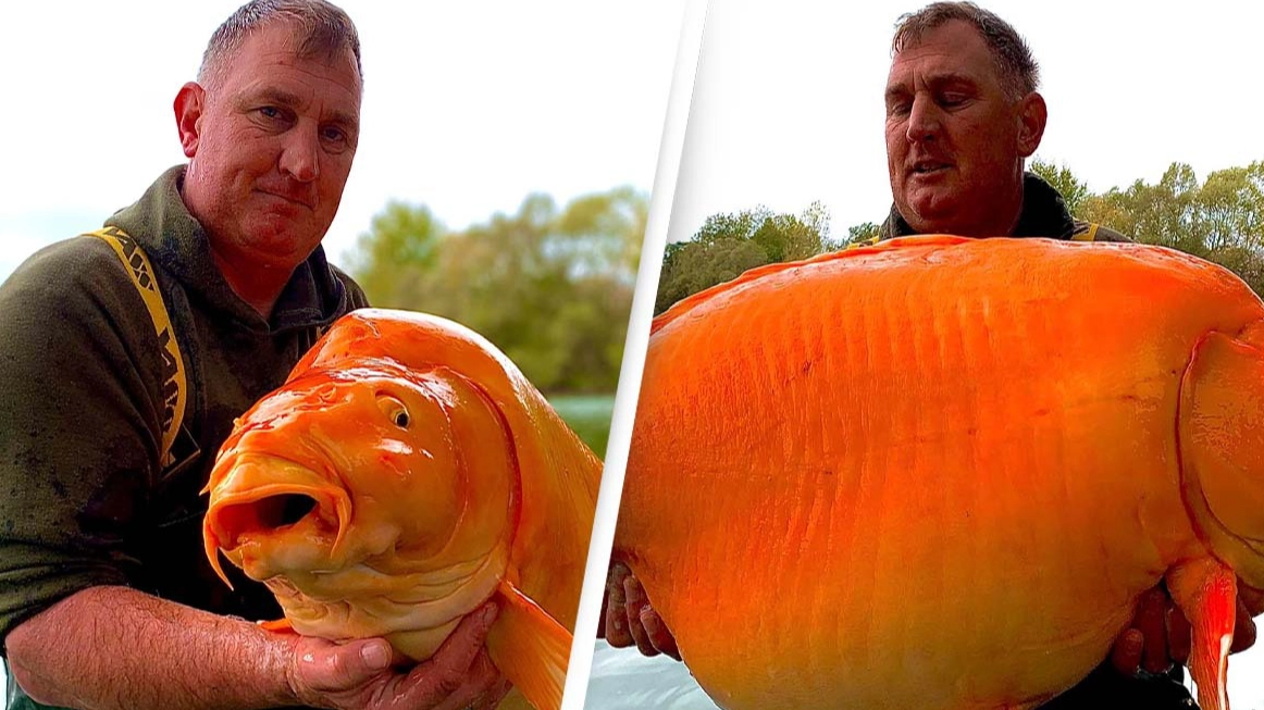 Man catches giant 'goldfish' as heavy as a 10-year-old proving how big they actually get in the wild