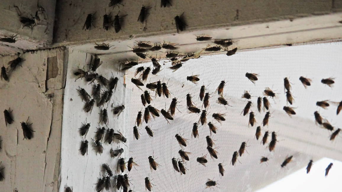 Millions of flies to be dropped on US state after disturbing threat of flesh-eating maggots