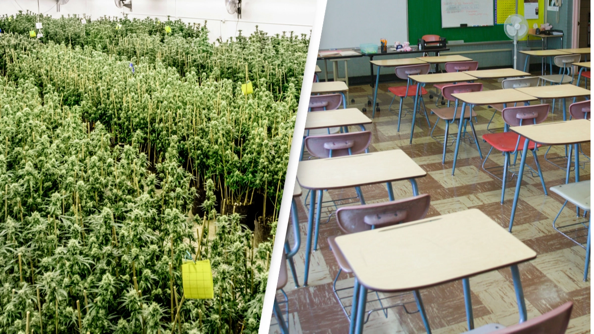 Mum Arrested After Child Takes Her Marijuana Edibles To School