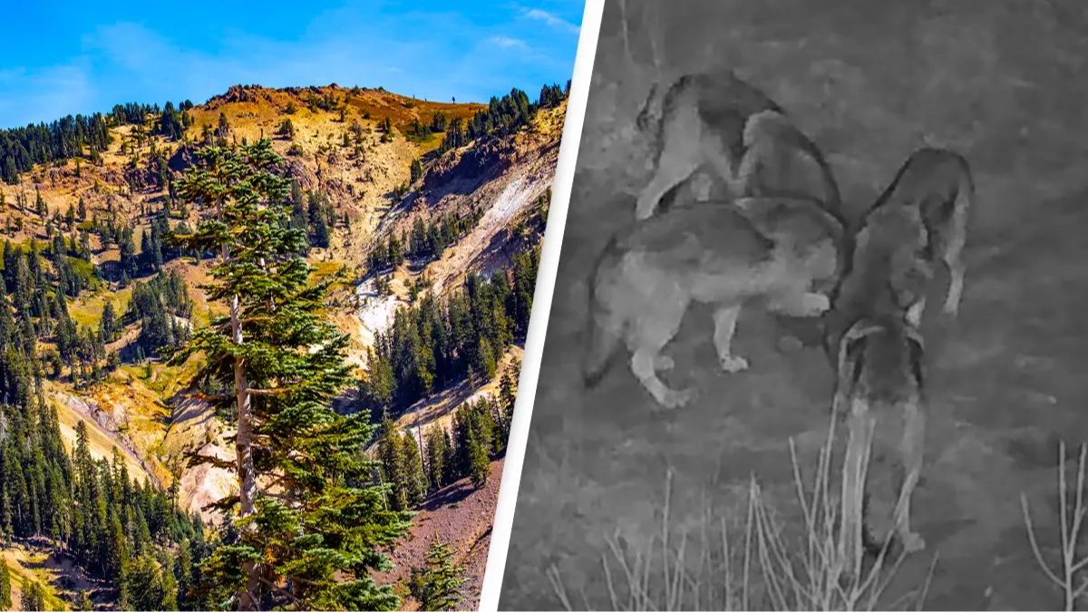 Hikers issued eerie warning as apex predator not seen for a century spotted in park