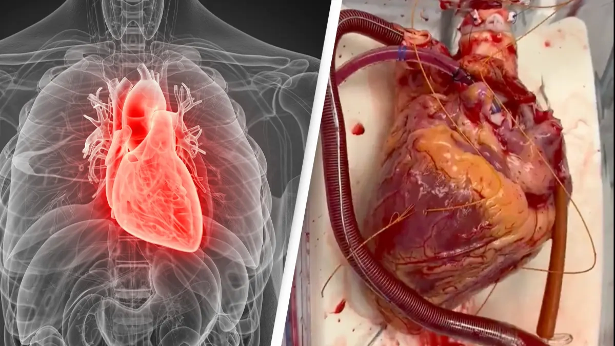 'Unbelievable' video of heart beating outside of body has people rethinking their life choices
