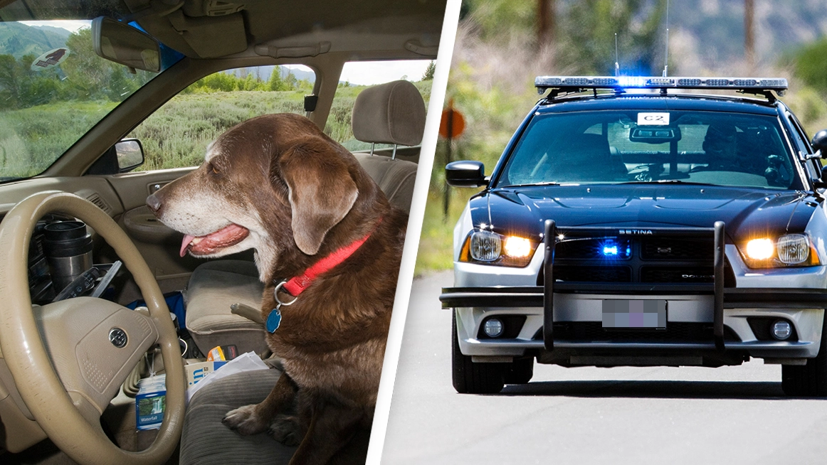 Man who was 'clearly' drunk put 'dog in the driver's seat' after being pulled over by police