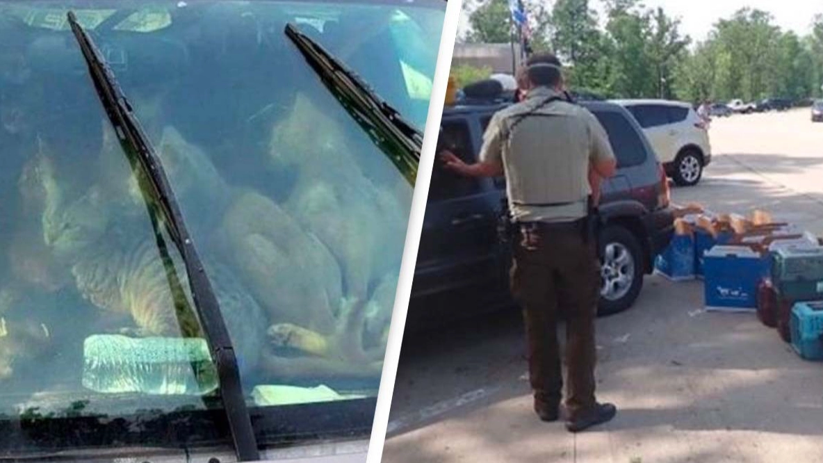 Man Found Living With 47 Cats In His Car During Sweltering Temperatures