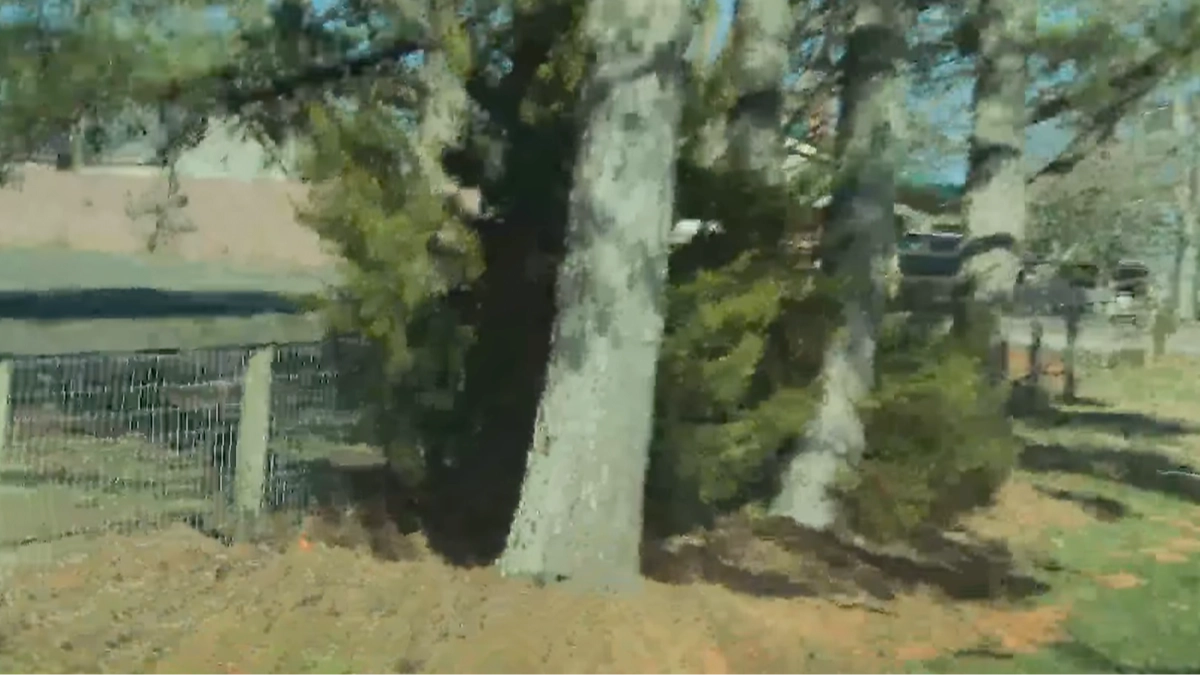 Horrifying dashcam footage shows moment self-driving Tesla suddenly veers off road and crashes