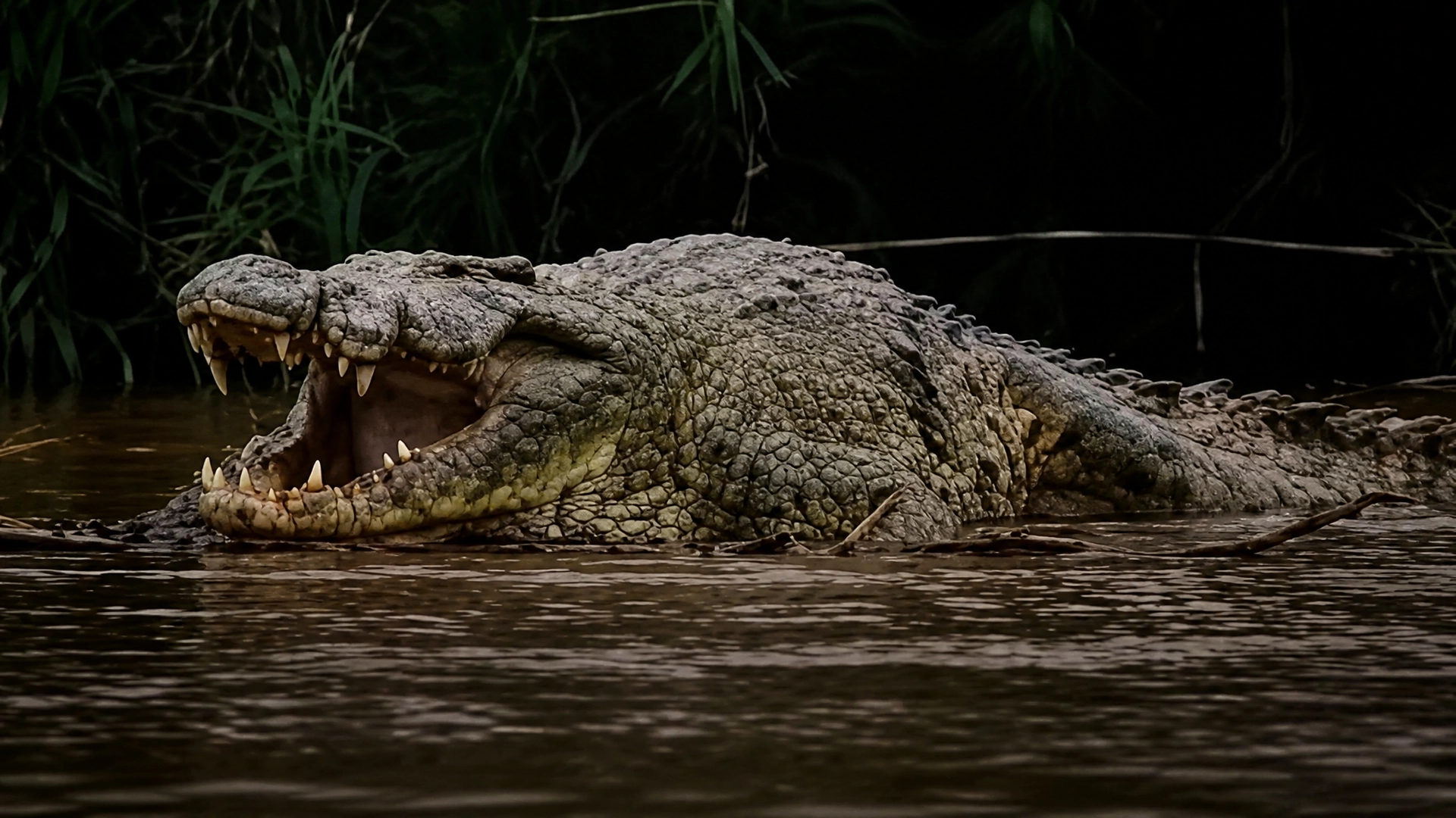 World's 'deadliest' crocodile named Gustave is rumoured to have killed 300 people