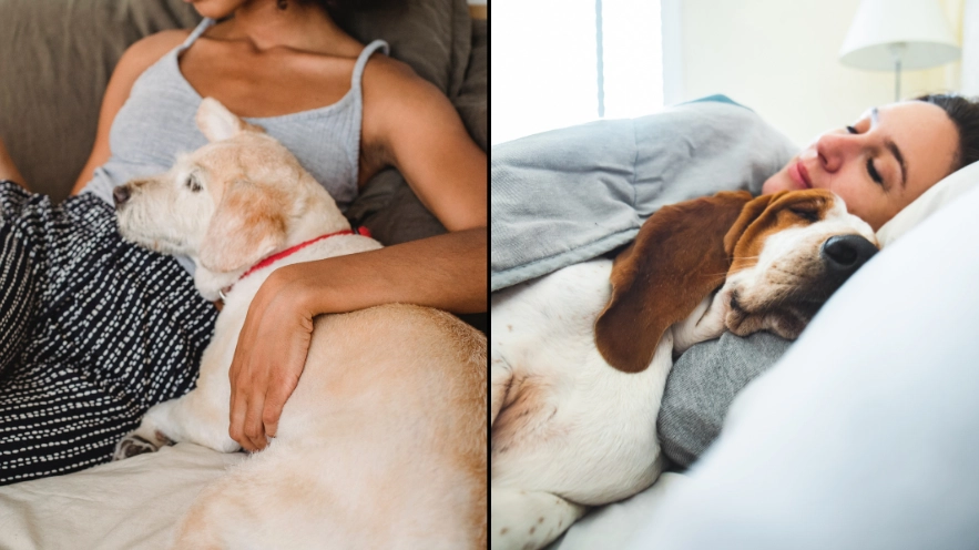 Dog Owners Warned Not To Share Bed With Pet Due To ‘Untreatable Superbug’