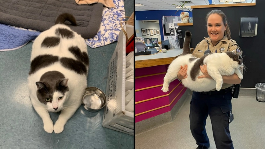 The ‘largest cat anyone has ever seen’ is finally being put on a diet