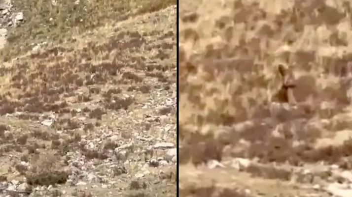 Mystery of Bigfoot after creature is 'spotted sneaking through mountain'