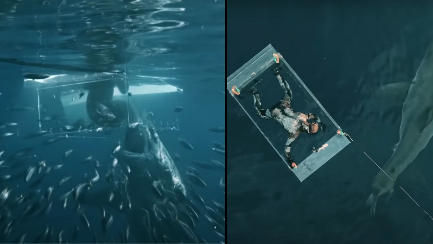 Terrifying moment diver suffers near-death experience when great white shark smashes through his cage