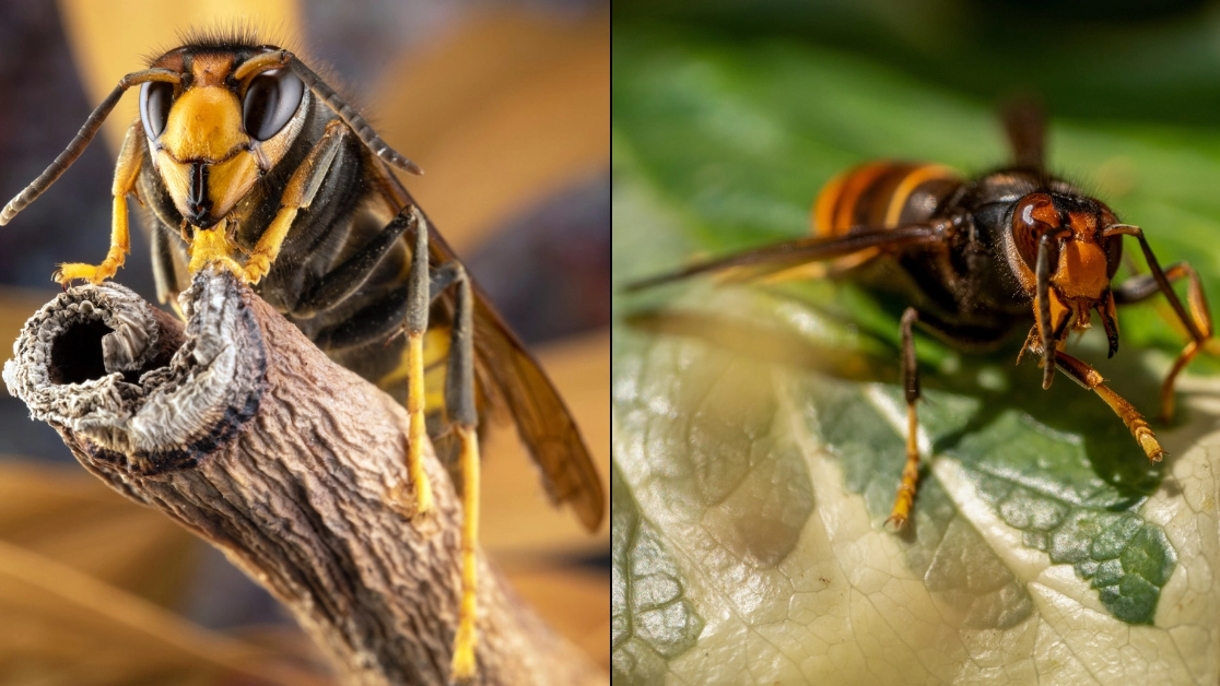 Brits issued warning as almost 10,000 possible Asian Hornet sightings reported this year