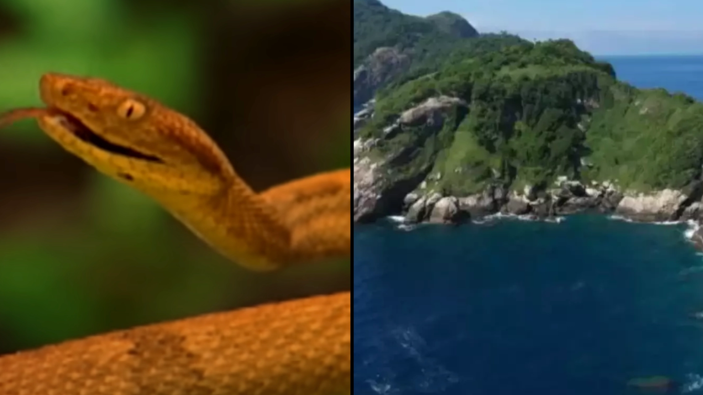 Snake Island where no human is allowed to visit is home to species much more lethal than average snake