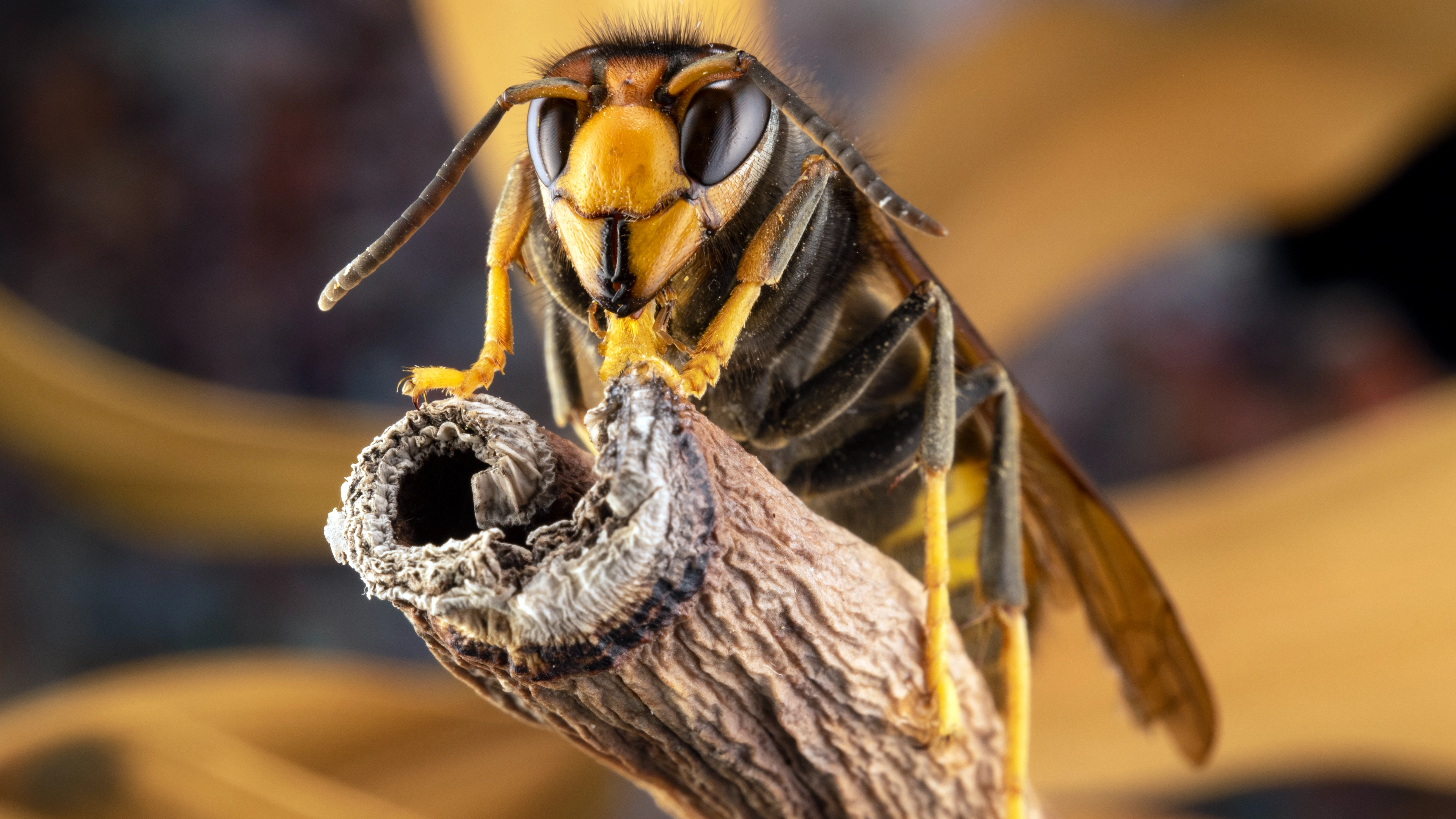 UK records 'earliest ever sighting' of Asian Hornet and are given strict instructions for 'if you see one'