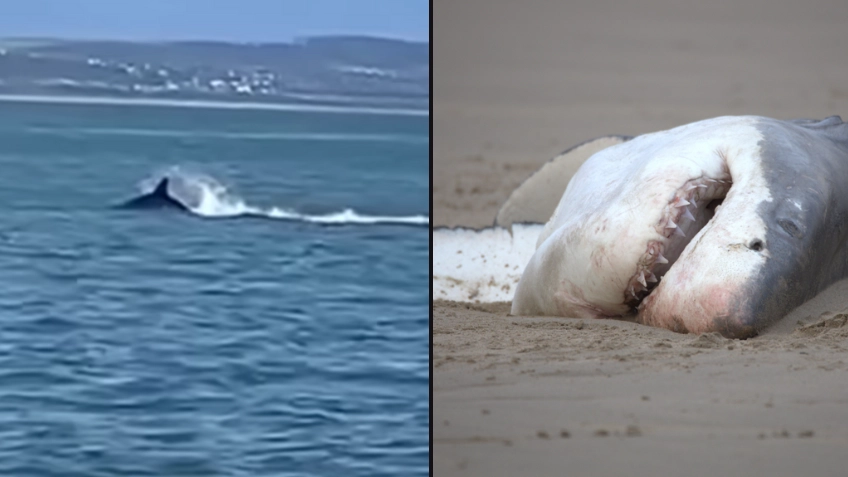 'Astonishing' video shows killer whale hunting and killing great white shark for first time ever