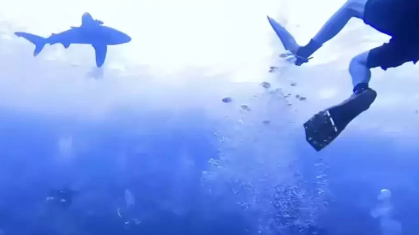 Brit who filmed vicious YouTube shark attack video where you can hear the scream is still haunted by it