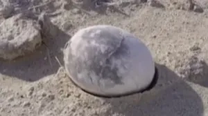 Archaeologists discover 'perfectly preserved' 70 million-year-old dinosaur egg