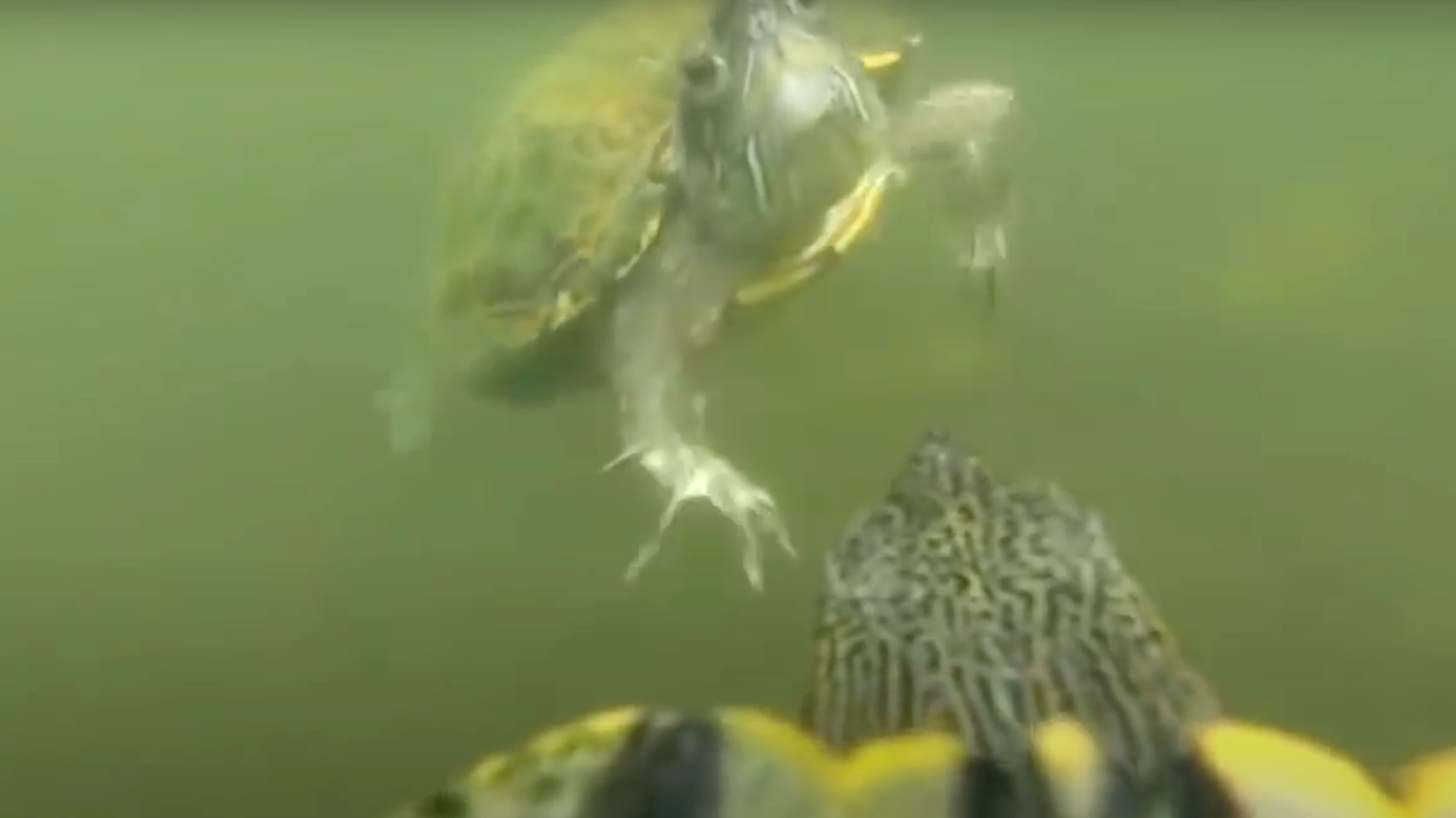 GoPro footage shows gruesome reality of nature after being attached to turtle in a river