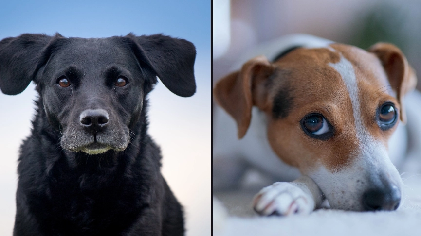 Dog owners urged to look out for ‘whale eyes’ sign that could mean danger