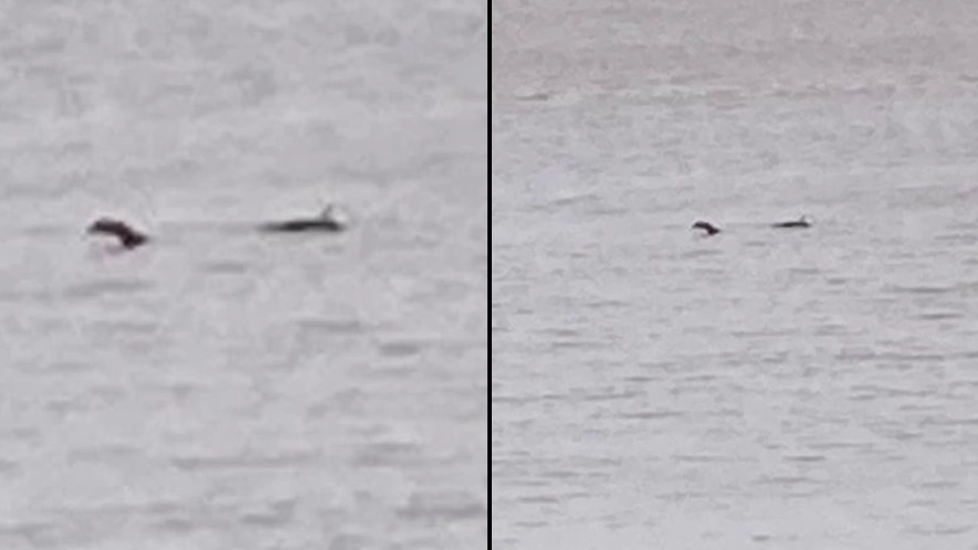 ‘Loch Ness monster’ spotted off English coast