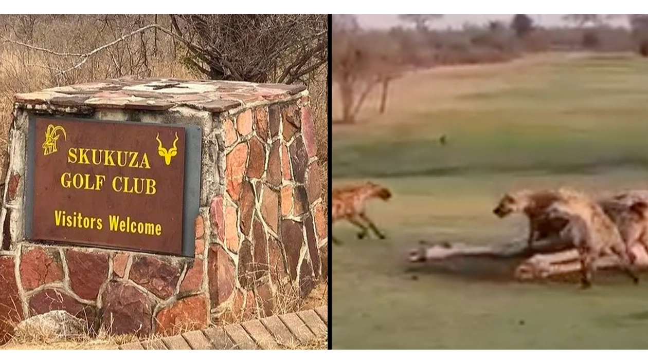 Giraffe torn apart on 'world's wildest golf course' where players have to sign waiver in case they're eaten