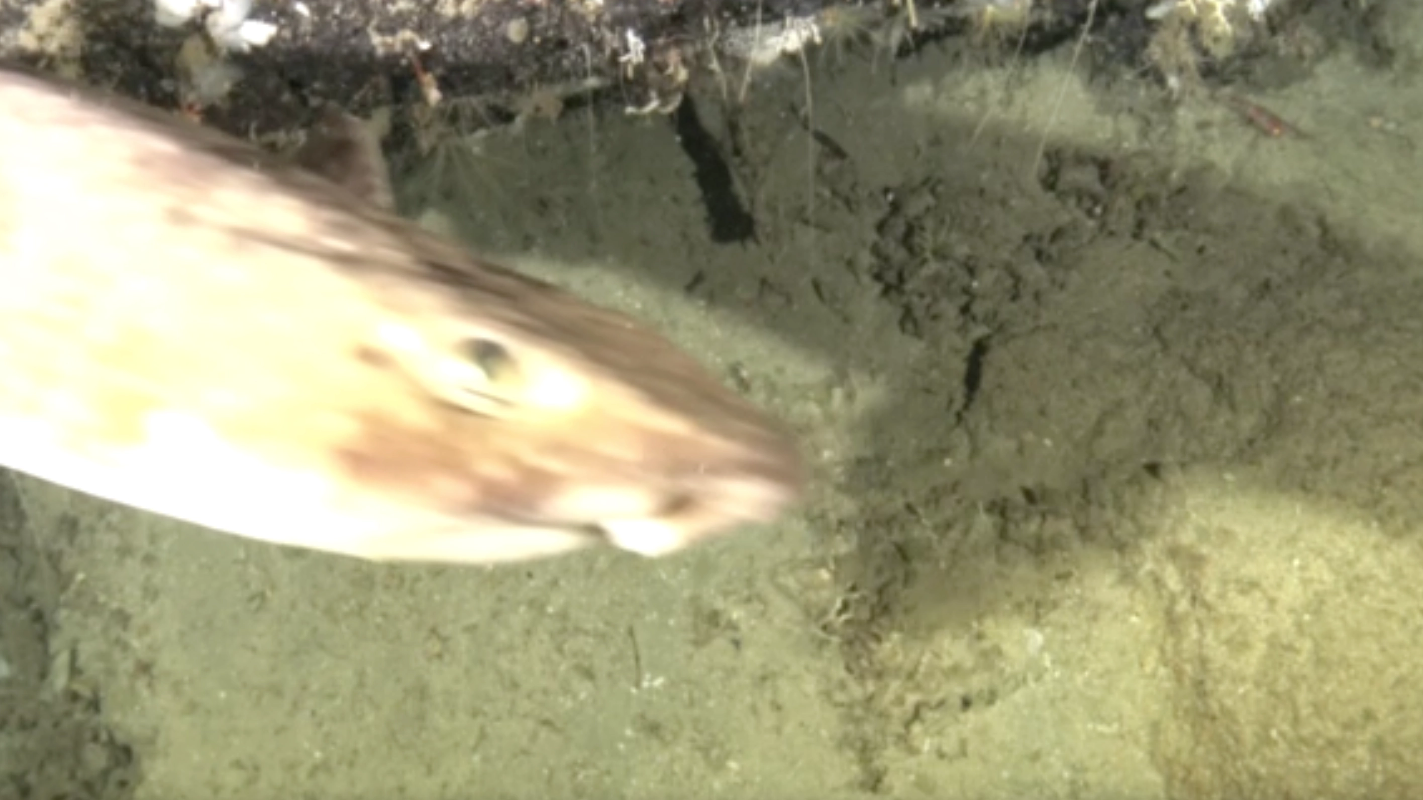 Researchers made shocking 'first-ever' discovery when dropping baited GoPro into deep ocean
