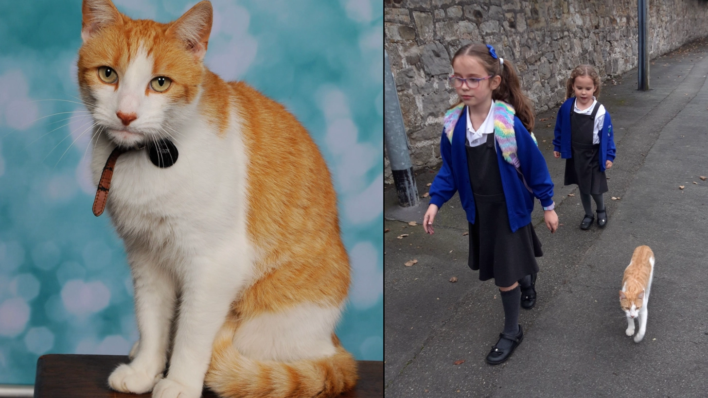 Mum in hysterics after family cat ends up in daughters' school photos