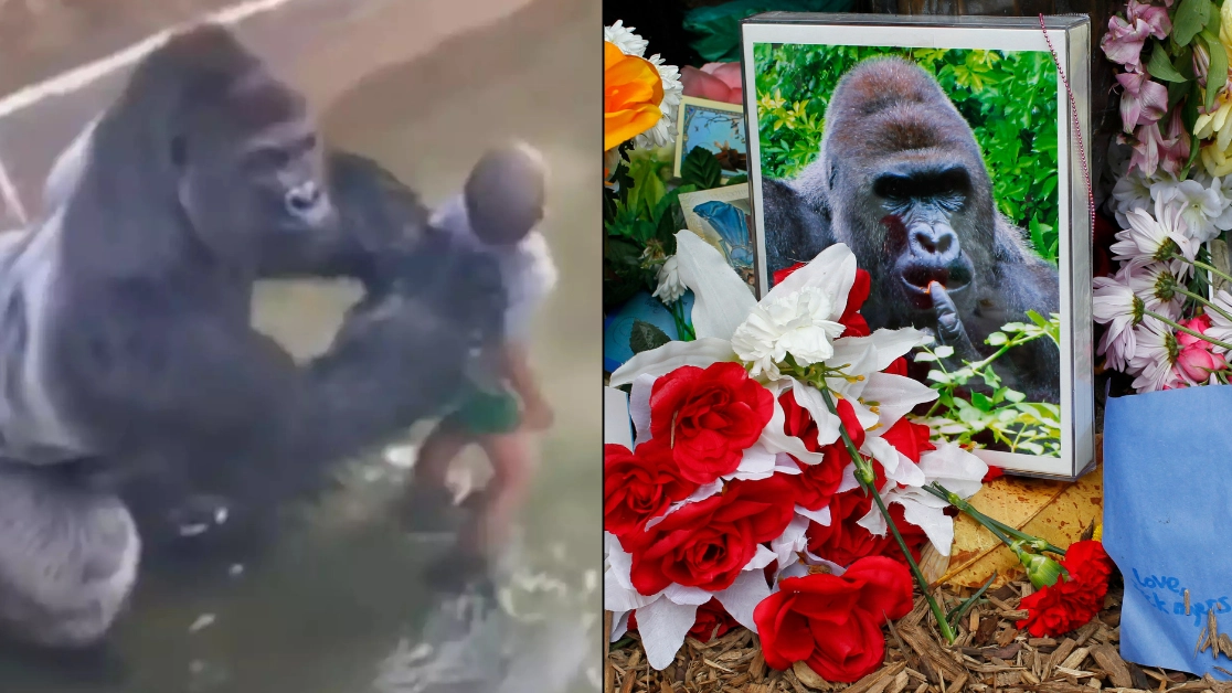 Mum of child who fell into Harambe's enclosure spoke out after incident that saw gorilla killed