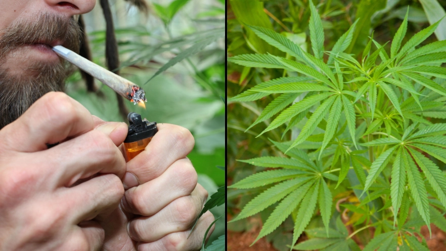 New Drugs Commission To Look At Legalising Cannabis In The UK