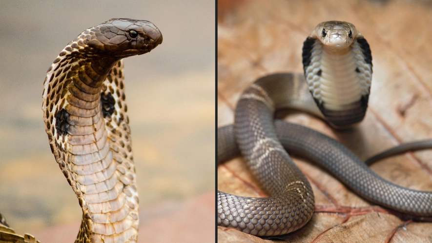 Venomous cobra dies after being bitten to death by an eight-year-old boy