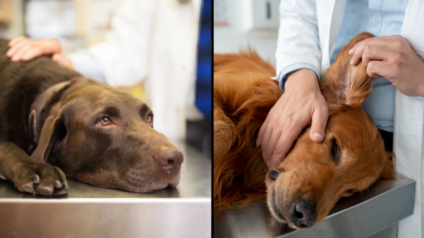 Vet makes heartfelt plea to dog owners putting their pet down