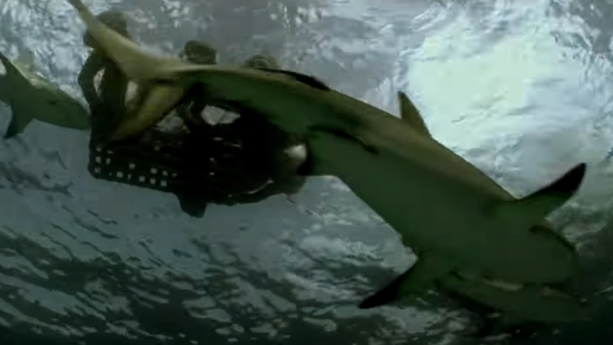'Worst shark attack ever' saw desperate crew feed dead to sharks as they circled in bloodbath